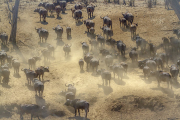 African buffalo in Kruger National park, South Africa ; Specie Syncerus caffer family of Bovidae