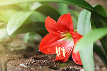 Red Hippeastrum flower. 