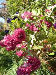Obraz premium Summer flowers in a garden