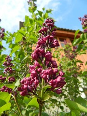 Obraz premium Summer flowers in a garden
