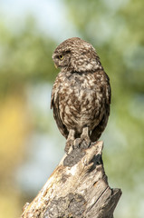 little owl (athene noctua), portrait, perched in a branch
