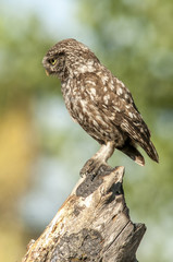little owl (athene noctua), portrait, perched in a branch
