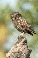 little owl (athene noctua), portrait, perched in a branch