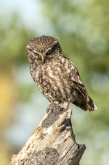 little owl (athene noctua), portrait, perched in a branch