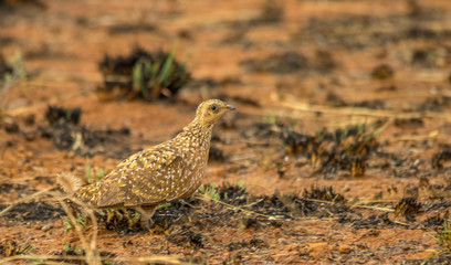 A burchell's sandgrouse skulks in a patch of grass in the African bush image with copy space in landscape format