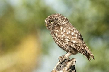 little owl (athene noctua), portrait, perched in a branch