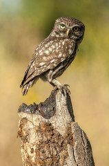 little owl (athene noctua), portrait, perched in a branch