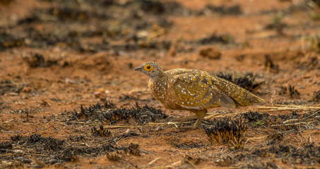 A burchell's sandgrouse skulks in a patch of grass in the African bush image with copy space in landscape format