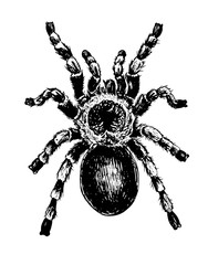 Obraz premium hand drawn illustration of a tarantula on white background.