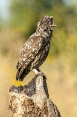 little owl (athene noctua), portrait, perched in a branch