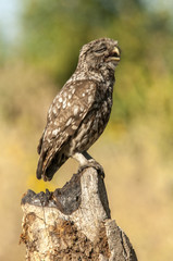 little owl (athene noctua), portrait, perched in a branch