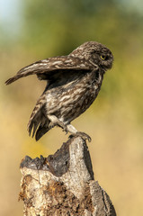 little owl (athene noctua), portrait, perched in a branch