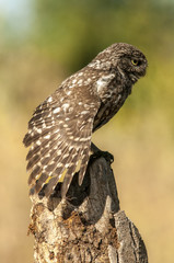 little owl (athene noctua), portrait, perched in a branch