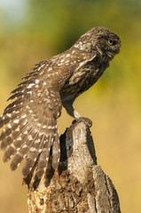 little owl (athene noctua), portrait, perched in a branch