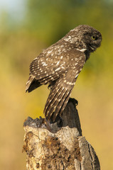 little owl (athene noctua), portrait, perched in a branch