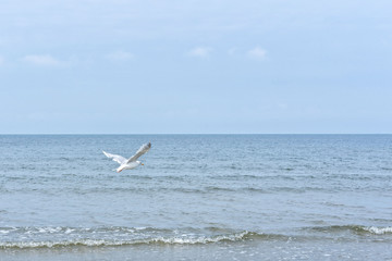 Fototapeta na wymiar Move fliegt über das Meer in Richtung Horizont
