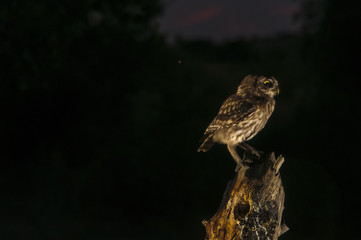 Little owl (Athene noctua), night, perched, looking