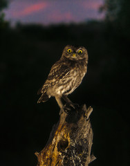 Little owl (Athene noctua), night, perched, looking