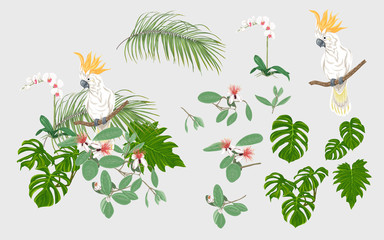 Set of elements for design with tropical plants © Elen  Lane