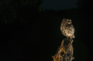 Little owl (Athene noctua), night, perched, looking