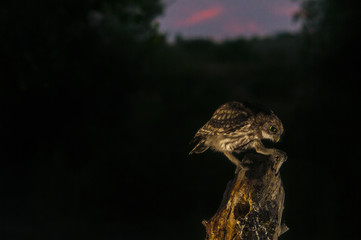 Little owl (Athene noctua), night, perched, looking