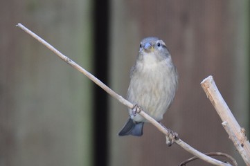 Spatz an einem Vogelfutterhaus