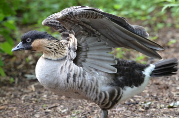 Ente bei Flügel ausbreiten