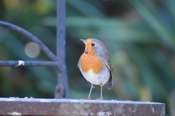 Rotkehlchen in einem Graten mit einer Zecke an der Kehle