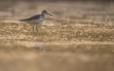 Common green Shank at Sunrise
