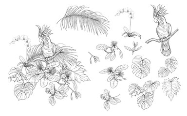 Set of elements for design with tropical plants