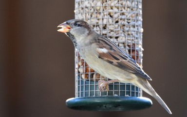 Spatz an einem Vogelfutterhaus