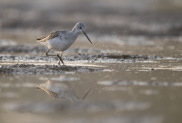Common green Shank at Sunrise