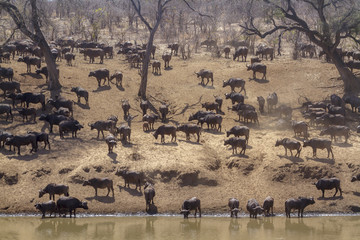African buffalo in Kruger National park, South Africa ; Specie Syncerus caffer family of Bovidae
