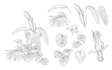 Set of elements for design with tropical plants © Elen  Lane