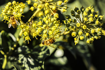 Obraz premium ivy bloom bee collects nectar natural background