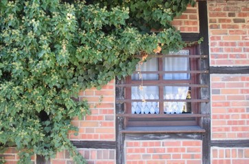 Hochgewachsener Hopfen an einem alten Bauernhaus