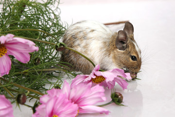 gescheckter Degu