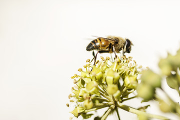 ivy bloom bee collects nectar natural background