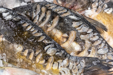 Fresh fish in ice on the market