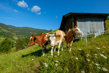 Small herd of cows graze in the Alpine meadow in Switzerland