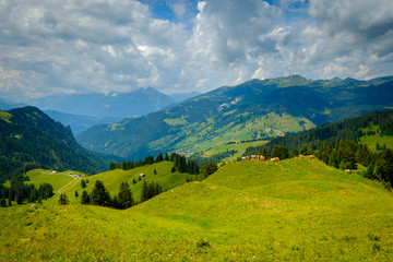Small herd of cows grazing on a mountain pasture in Switzerland