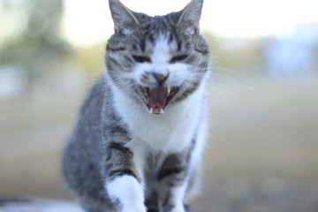 cat, animal, pet, kitten, cute, feline, portrait, domestic, kitty, eyes, fur, nature, grey, white, gray, small, green, look, outdoor, mammal, curious