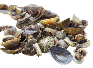 Shortly cooked limpets on a white backgroud