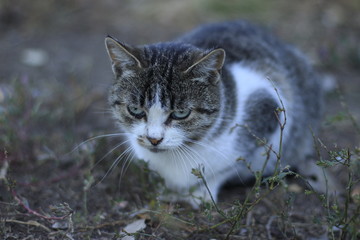 cat, animal, pet, kitten, cute, feline, portrait, domestic, kitty, eyes, fur, nature, grey, white, gray, small, green, look, outdoor, mammal, curious