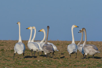 Whooper swan (Cygnus cygnus)