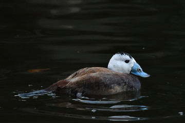 White-headed duck, male, on water