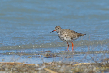 Common Redshank in shallow water