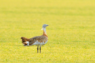 Great Bustard (Otis tarda) on the field in springtime