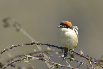 Woodchat shrike on a branch