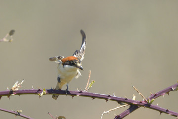 Woodchat shrike on a branch